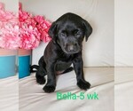 Puppy 1 Labrador Retriever