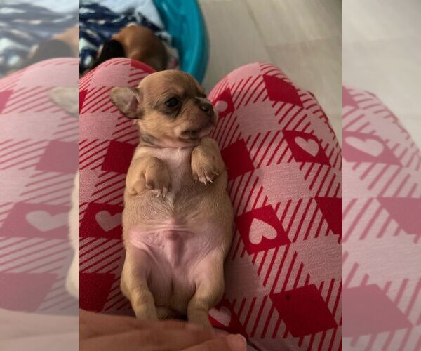 Medium Photo #1 Chihuahua Puppy For Sale in CAPE CORAL, FL, USA