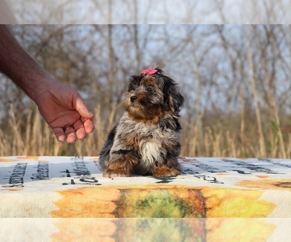 Medium Photo #10 ShihPoo Puppy For Sale in DYERSBURG, TN, USA