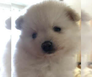Pomeranian Puppy for sale in BELWOOD, NC, USA
