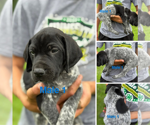 Medium German Shorthaired Pointer