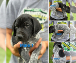 Puppy Puppy 5 German Shorthaired Pointer