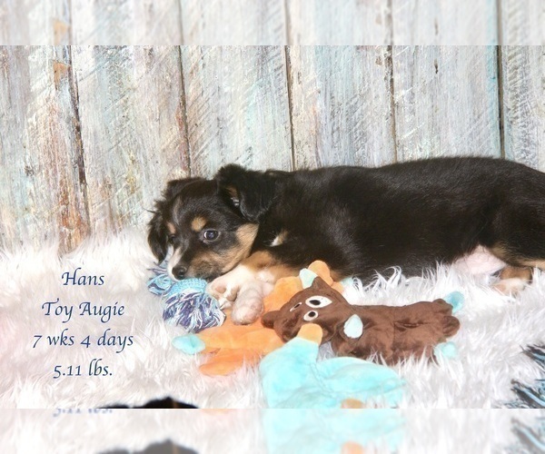 Medium Photo #21 Miniature American Shepherd-Pembroke Welsh Corgi Mix Puppy For Sale in LIND, WA, USA