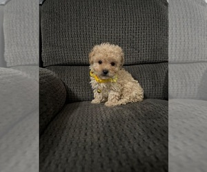 Poodle (Toy) Puppy for sale in JEFFERSONVILLE, IN, USA