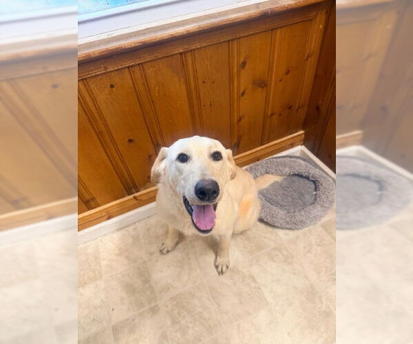 Medium Photo #1 Labrador Retriever-Unknown Mix Puppy For Sale in Raleigh, NC, USA