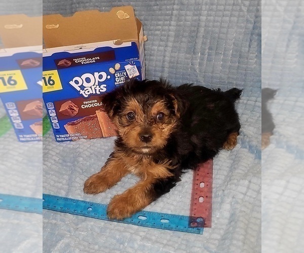 Medium Photo #256 Yorkshire Terrier Puppy For Sale in AKRON, OH, USA