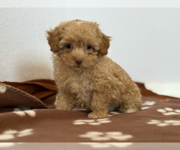 Medium Photo #3 Poodle (Toy)-Zuchon Mix Puppy For Sale in TUCSON, AZ, USA