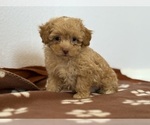 Small #2 Poodle (Toy)-Zuchon Mix