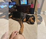Small Photo #12 Rottweiler Puppy For Sale in WAVELAND, IN, USA
