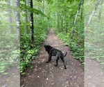 Small #2 Mastiff Mix