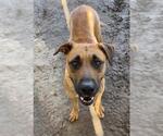 Small #2 German Shepherd Dog Mix