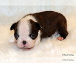 Small Photo #8 Boston Terrier Puppy For Sale in WINNSBORO, TX, USA