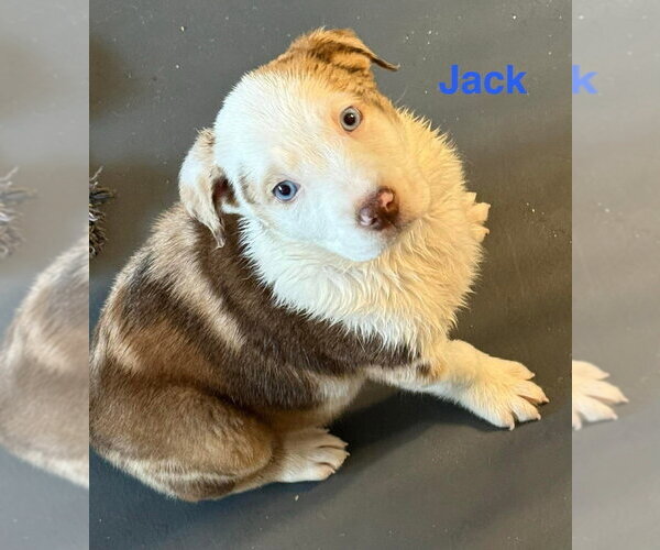 Medium Photo #1 Australian Shepherd-Unknown Mix Puppy For Sale in Aurora, IN, USA