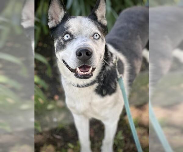 Medium Photo #3 Siberian Husky Puppy For Sale in Lodi, CA, USA