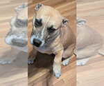 Small #2 Mutt