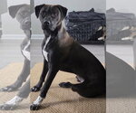 Small #1 Labrador Retriever Mix