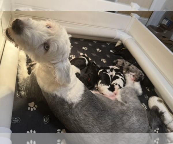 Medium Photo #1 Sheepadoodle Puppy For Sale in BUFFALO, MN, USA