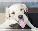 Small American Staffordshire Terrier Mix