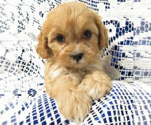 Cavapoo Puppy for sale in NORWOOD, MO, USA