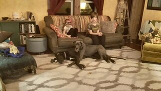 Great Dane Puppy for sale in DECORAH, IA, USA