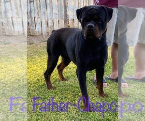 Father of the Rottweiler puppies born on 07/02/2022