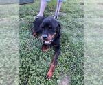 Small Rottweiler