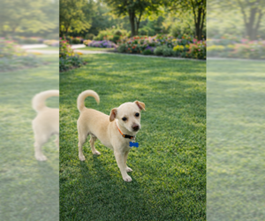 Chihuahua Dogs for adoption in Menifee, CA, USA