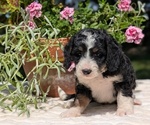 Small #4 Miniature Bernedoodle