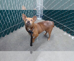 Chihuahua Dogs for adoption in Downey, CA, USA
