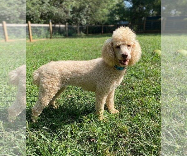 Medium Photo #5 Poodle (Standard) Puppy For Sale in Pacolet, SC, USA