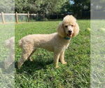 Small #4 Poodle (Standard)