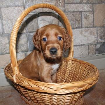 Medium Photo #5 Irish Setter Puppy For Sale in BEARTOWN, PA, USA