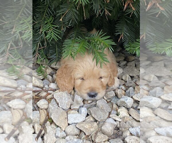 Medium Photo #3 Goldendoodle Puppy For Sale in PARKER CITY, IN, USA