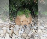 Small #2 Goldendoodle