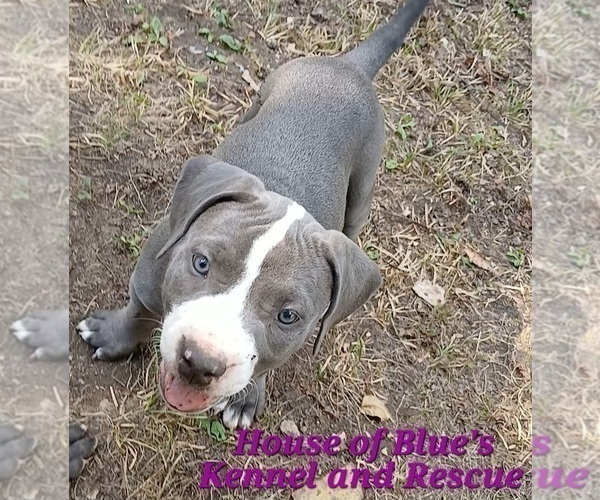 Medium Photo #12 American Pit Bull Terrier Puppy For Sale in DELAWARE, OH, USA