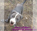 Small #11 American Pit Bull Terrier