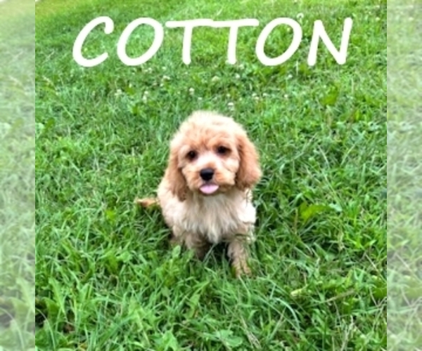 Medium Photo #4 Cock-A-Poo Puppy For Sale in HARTLAND, MN, USA