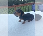 Small #4 Dachshund
