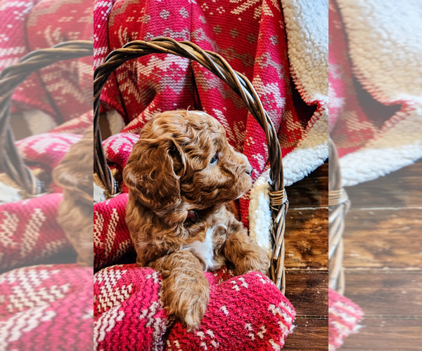 Medium Photo #9 Goldendoodle mix (+ Poodle Miniature) Puppy For Sale in CARLISLE, PA, USA