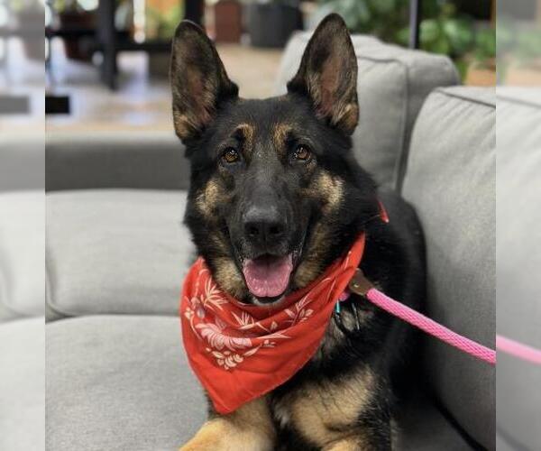 Medium Photo #5 German Shepherd Dog Puppy For Sale in Camarillo, CA, USA