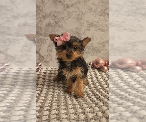 Yorkshire Terrier Puppy for sale in INDIANAPOLIS, IN, USA