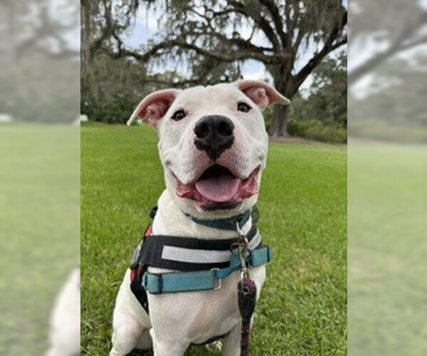Medium Photo #4 American Bulldog-Unknown Mix Puppy For Sale in Tallahassee, FL, USA
