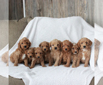 Small Photo #3 Goldendoodle-Poodle (Miniature) Mix Puppy For Sale in HONEY BROOK, PA, USA