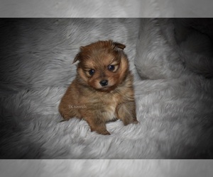Pomeranian Puppy for sale in GRAYSON, LA, USA