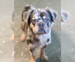 Small French Bulldog