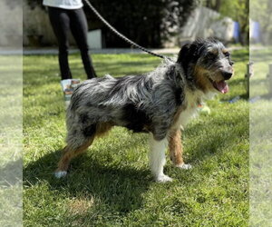 Mutt Dogs for adoption in Yardley, PA, USA