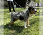 Small Mutt
