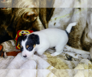 Jack Russell Terrier-Schnoodle (Miniature) Mix Puppy for sale in FORT LAUDERDALE, FL, USA