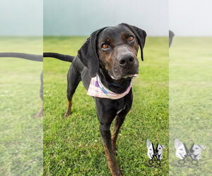 Walter - Male Labrottie Dog for Adoption - Photo #12