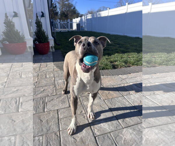 Medium Photo #8 Mutt Puppy For Sale in Cape May, NJ, USA